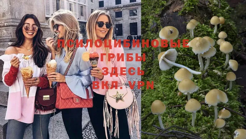 Псилоцибиновые грибы Psilocybe  Гороховец 